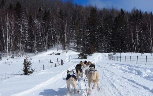 Activités hivernales traîneau à chien à l'Auberge du Vieux-Moulin Lanaudière